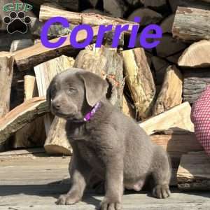 Corrie, Silver Labrador Retriever Puppy